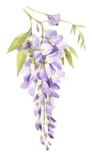 Purplse wisteria image reversed