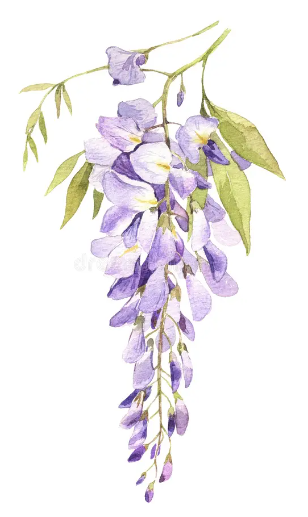 Purple wisteria image